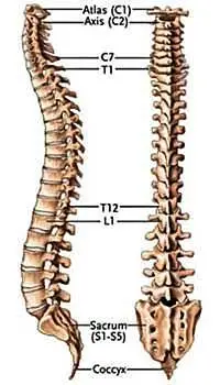 spinalanatomy_01.jpg