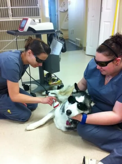 laser-therapy-buster.jpg