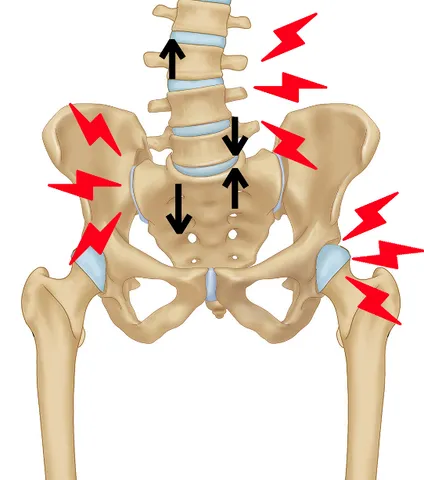 pelvis