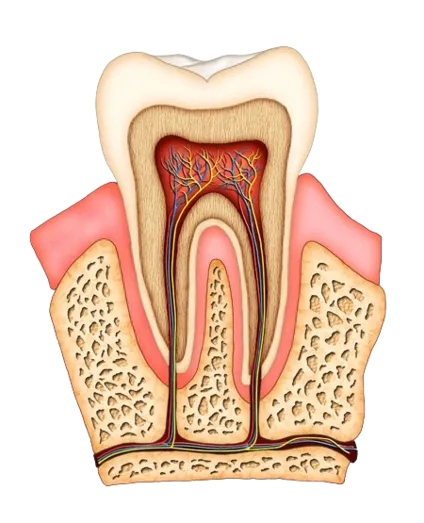 illustration of interior of tooth showing tooth roots, nerve tissue, root canals Dayton, OH dentist