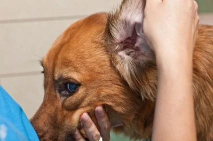 dog ear exam