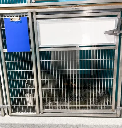 kennel for small training dogs