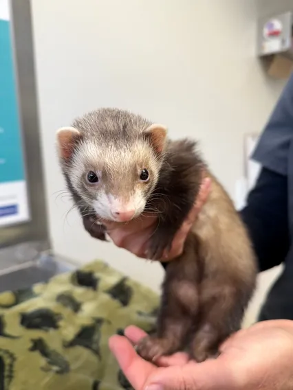 ferret