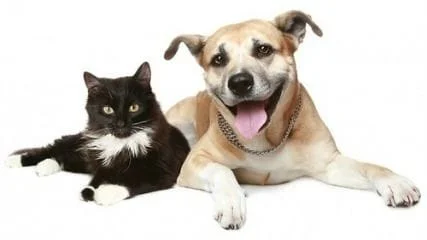 Senior Dog and Cat