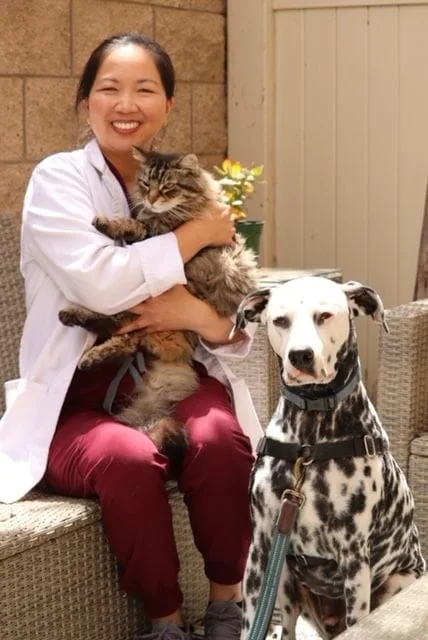 Women Vet with Dalmation and long haired cat