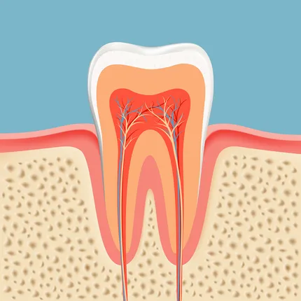 Tooth Diagram