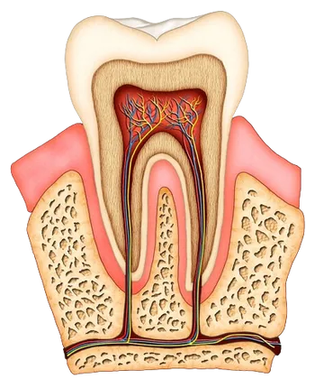 colored illustration of interior of molar tooth showing roots, tissue, nerves and root canals, general dentistry Charlotte, NC