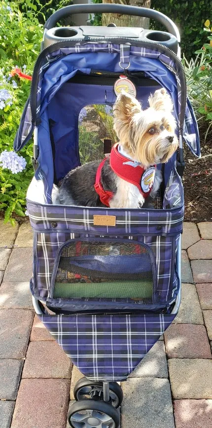 dog in stroller