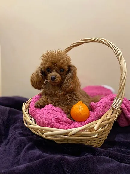 teacup poodle