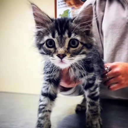 Kitten Vaccine Fallston