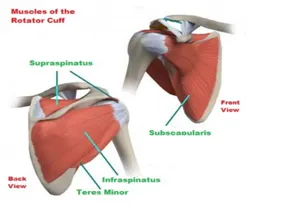 Rotator Cuff Injuries - My Family Physio