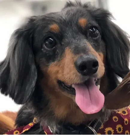 Long haired dachshund
