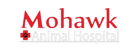 Mohawk Animal Hospital Sycamore Ohio Veterinarian In Sycamore Oh Mohawk Animal Hospital
