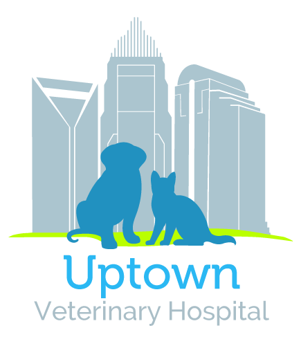 Home Veterinarian In Charlotte Nc Uptown Veterinary Hospital