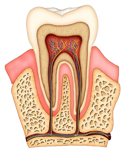 illustration showing interior of healthy tooth, nerves and tissue and root canal Boca Raton, FL dentist