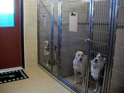 kennel