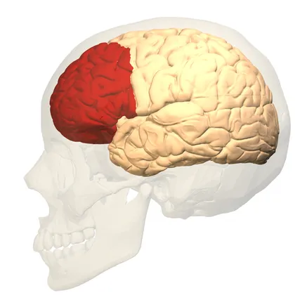 Prefrontal Cortex - Biofeedback