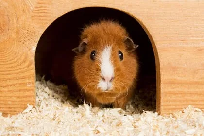 image of an hamster