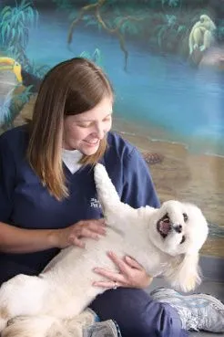 Happy dog HAPPY PET CARETAKER