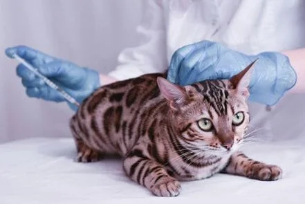 Cat getting vaccine shot