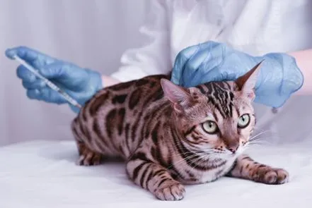 Cat getting a vaccine