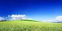Grass field with blue sky above