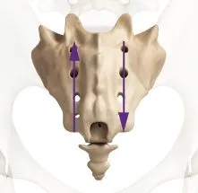 sacrum art