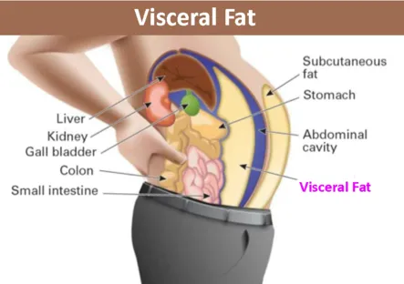 visceral-fat.png