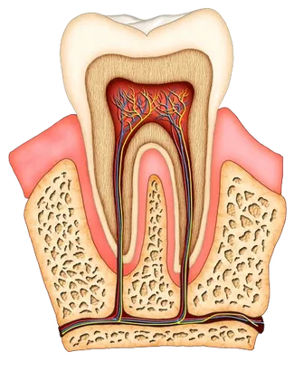 colored illustration of interior of molar tooth showing roots, tissue, nerves and root canals Roslyn, NY dentist