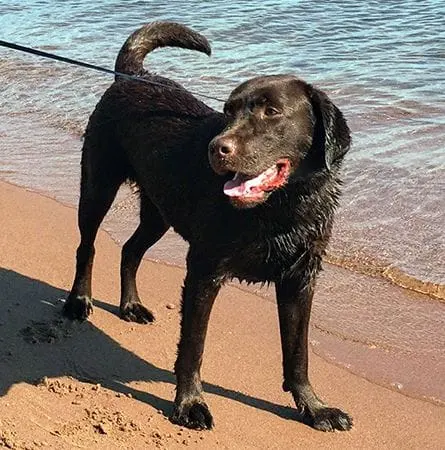 image of a black dog