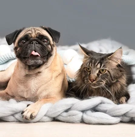 image of a dog and cat