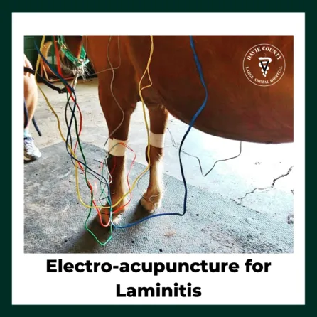 Electroacupuncture for laminitic horse 