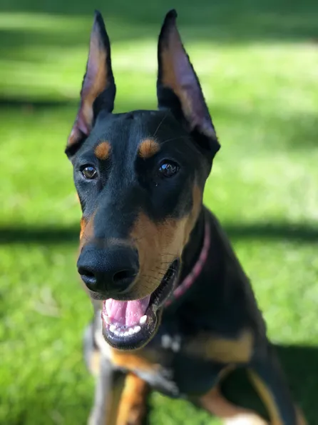 dobie ears