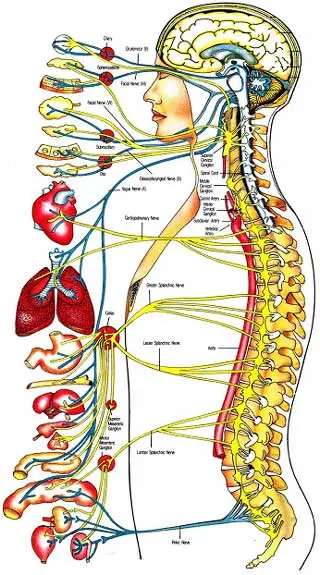 Chiropractic - More than Pain Relief.jpg