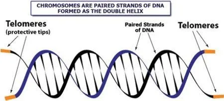 Telomere on double helix