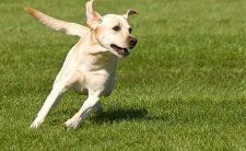 runningDog Birdneck Animal Hospital Virginia Beach.jpg