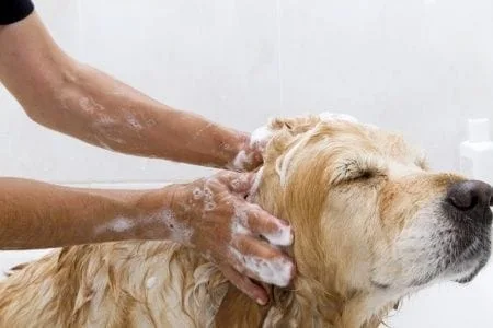 Image result for pet bath and grooming