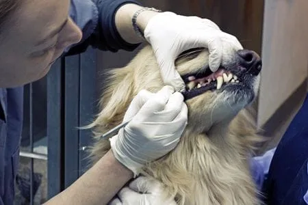 Portsmouth Pet Dental