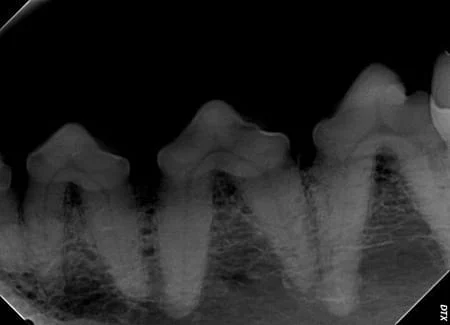 Radiographs, Xrays of dog with severe dental disease