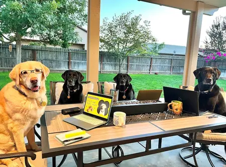 pups on computers