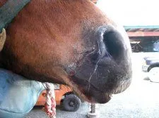 Horse_Sarcoid_Lip3.jpg