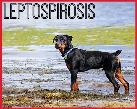 Leptospirosis - image of rottweiler dog standing in lake