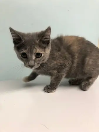 Staff Pets