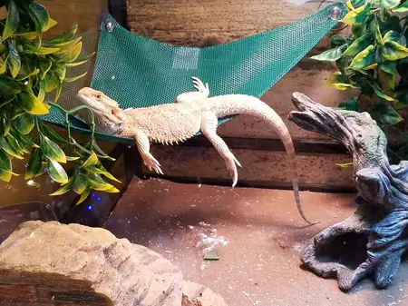 Staff Pets