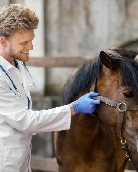 Welcome to Anderson Equine Clinic