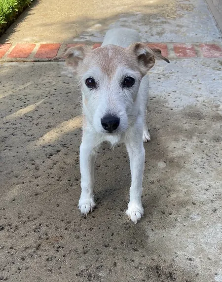 Jack Russell Terrier