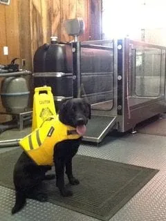 dog life jacket