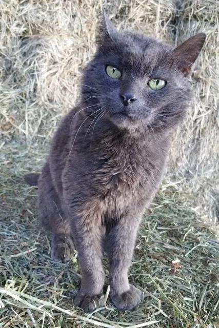 Smokey the barn cat at Middletown Animal Hospital