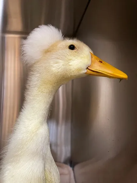 duck