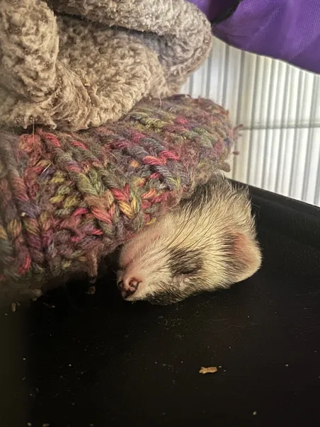 ferret